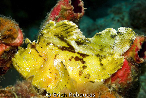 Leaf Scorpionfish by Erich Reboucas 